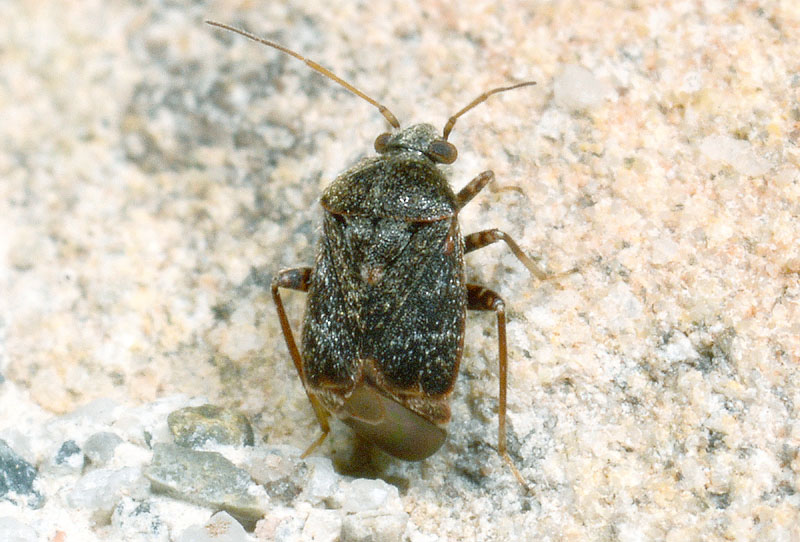 Miridae: Charagochilus gyllenhalii